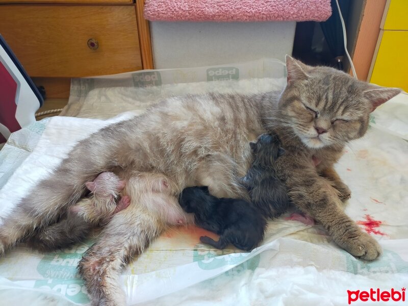 British Shorthair, Kedi  Mia fotoğrafı