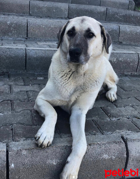 Kangal, Köpek  Köpüş Akdeniz fotoğrafı