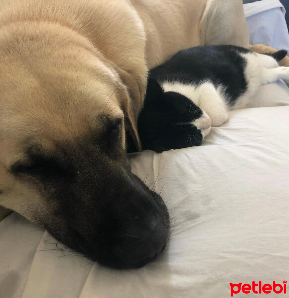 Kangal, Köpek  Polen Akdeniz fotoğrafı