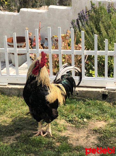 İspinoz, Kuş  Fransua Akdeniz fotoğrafı