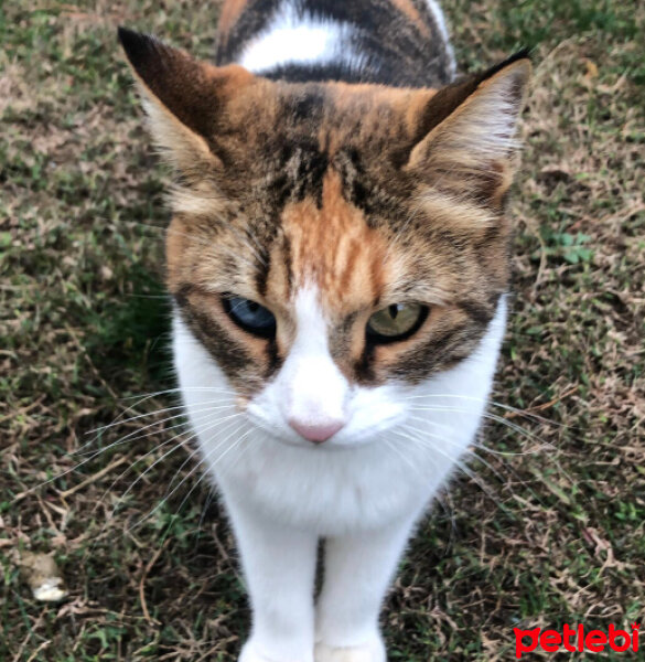 Sarman, Kedi  Şerbet Akdeniz fotoğrafı