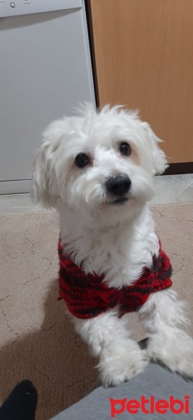 Maltese, Köpek  Oscar fotoğrafı