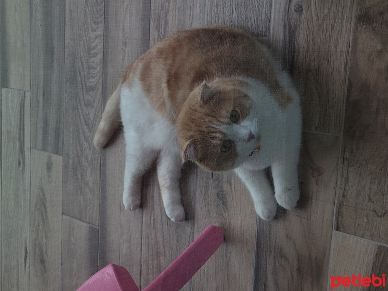 Tekir Kedi, Kedi  Badem fotoğrafı