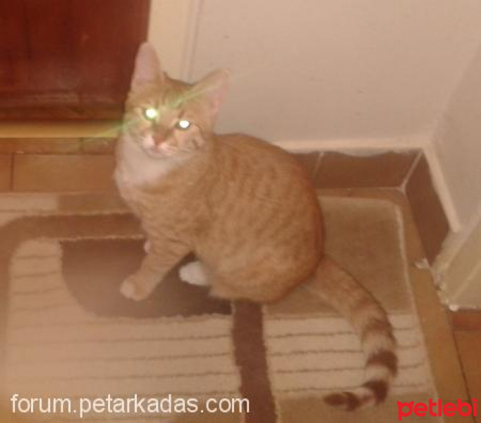 Chinchilla, Kedi  sultan fotoğrafı