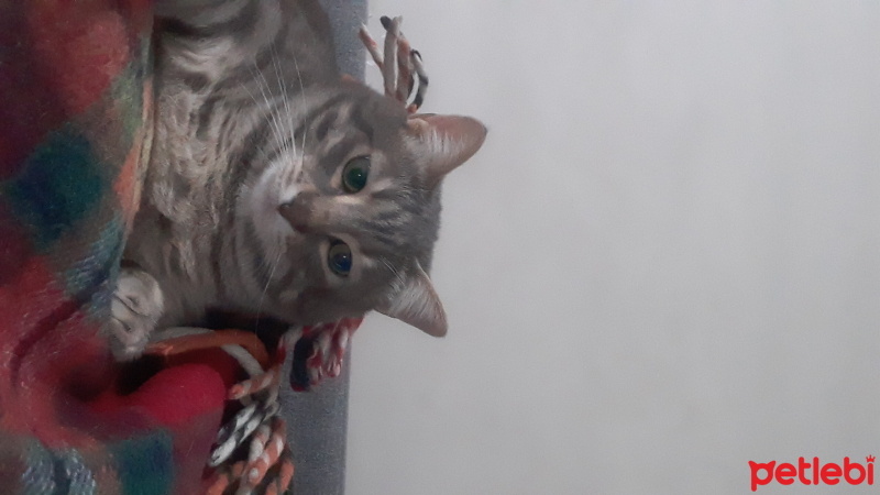 Tekir Kedi, Kedi  Ruhi fotoğrafı