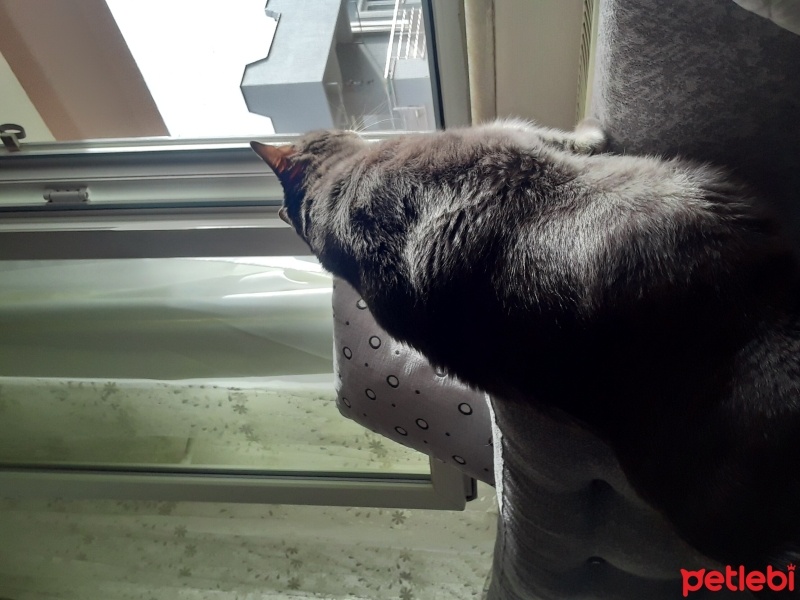 Tekir Kedi, Kedi  Ruhi fotoğrafı