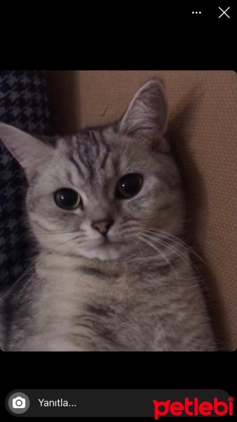 British Shorthair, Kedi  Sunny fotoğrafı