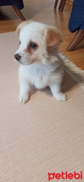 Maltese, Köpek  Eva fotoğrafı
