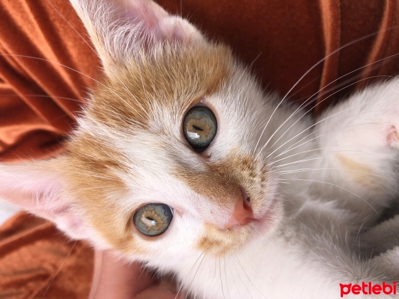 Tekir Kedi, Kedi  Tarçın fotoğrafı
