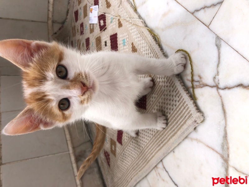 Tekir Kedi, Kedi  Tarçın fotoğrafı