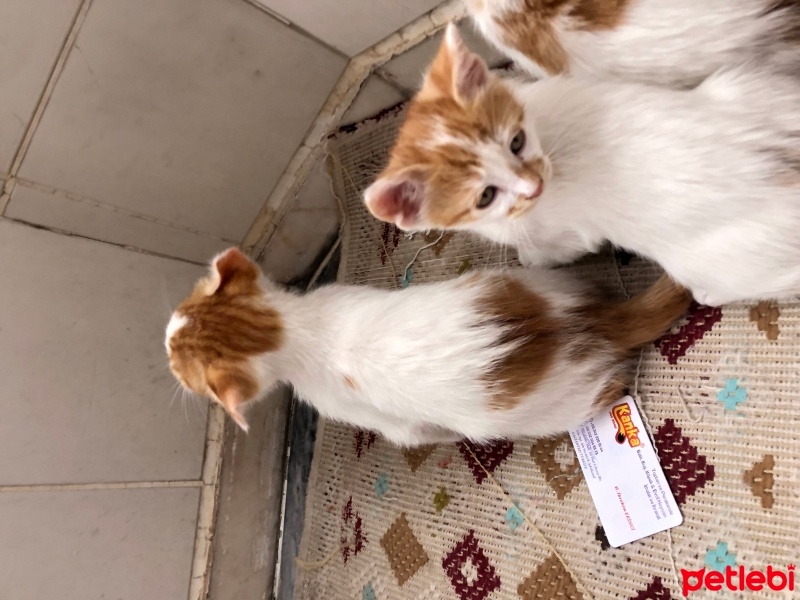 Tekir Kedi, Kedi  Tarçın fotoğrafı