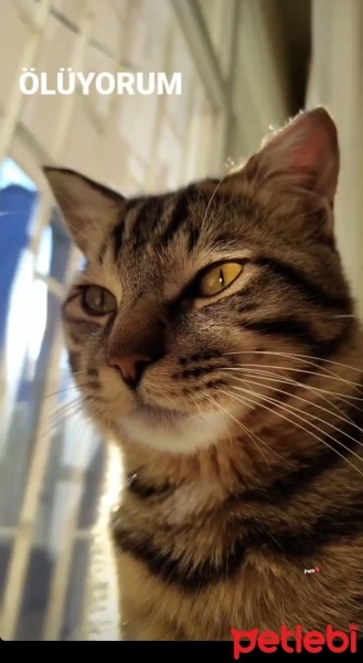 Tekir Kedi, Kedi  Venüs fotoğrafı