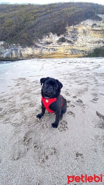 Pug, Köpek  Pera fotoğrafı