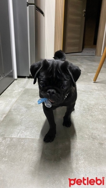 Pug, Köpek  Pera fotoğrafı