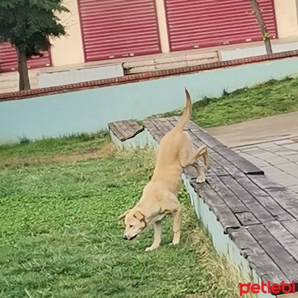 Golden Retriever, Köpek  Rela fotoğrafı