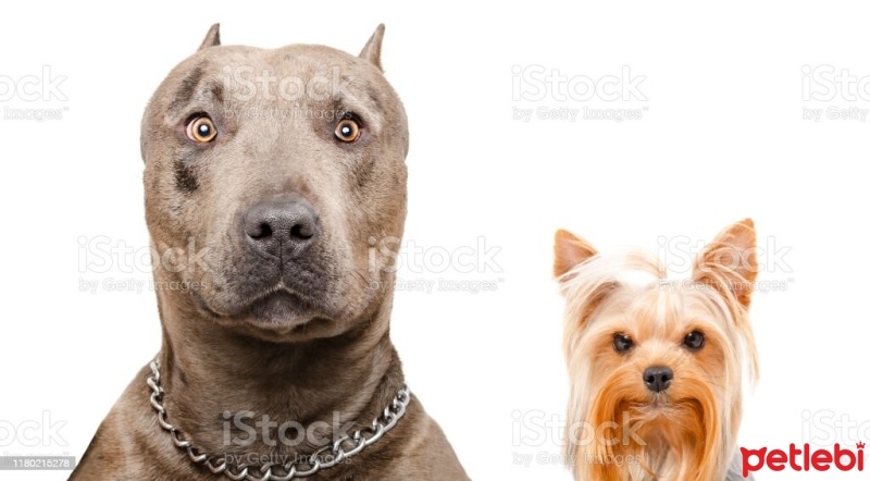 Yorkshire Terrier, Köpek  FİFİ fotoğrafı