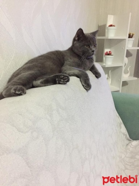 British Shorthair, Kedi  Çiko fotoğrafı