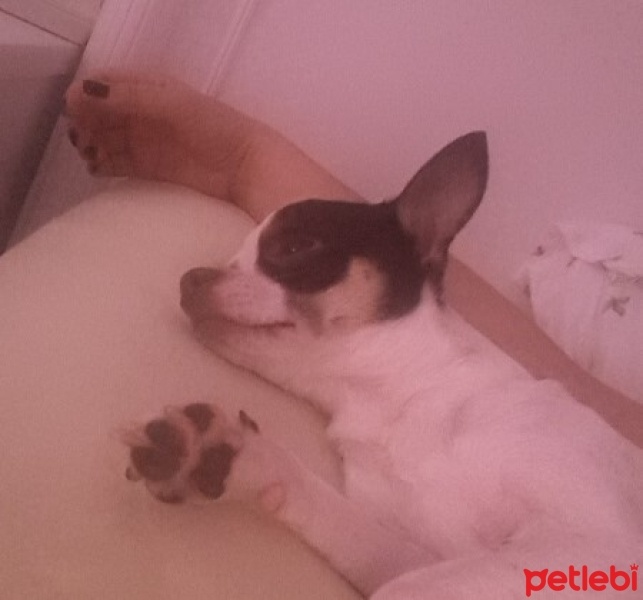 Chihuahua, Köpek  PUPPY JUNIOR fotoğrafı