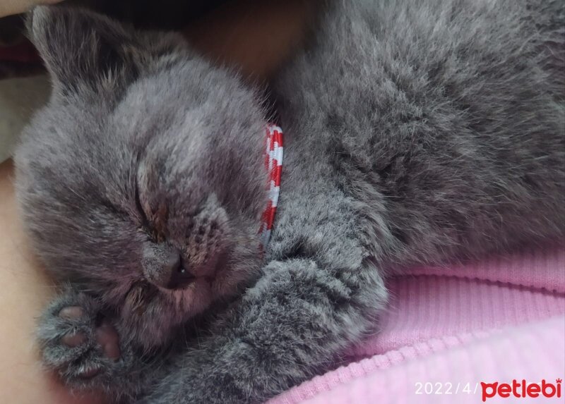 British Shorthair, Kedi  Mia fotoğrafı