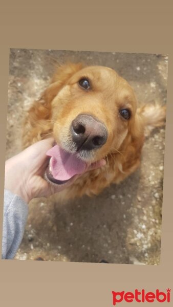 Golden Retriever, Köpek  Hera fotoğrafı