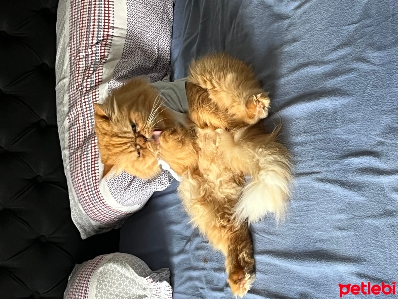 Chinchilla, Kedi  Limon fotoğrafı