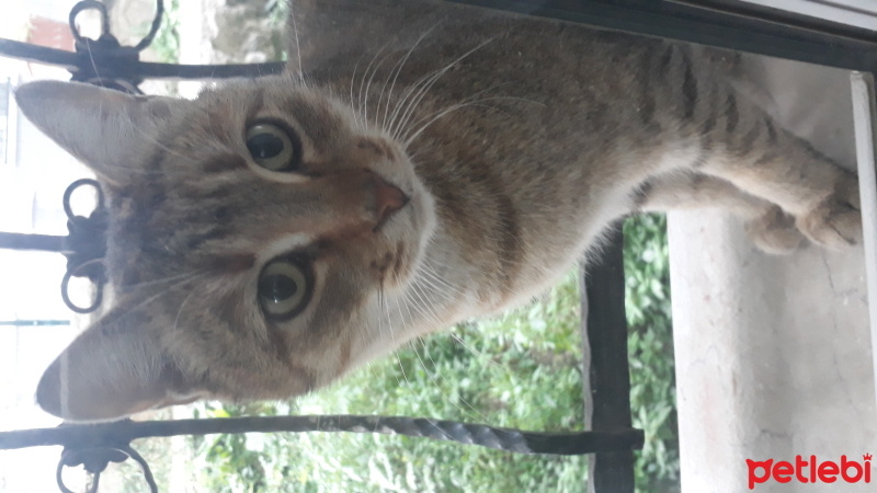 Tekir Kedi, Kedi  Fıstık fotoğrafı