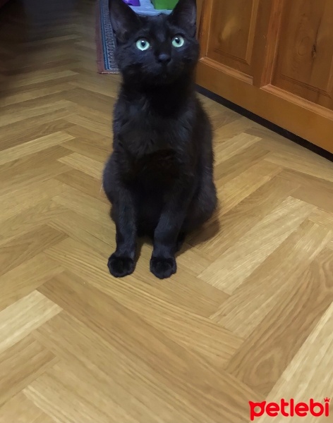 Bombay, Kedi  Kömür fotoğrafı