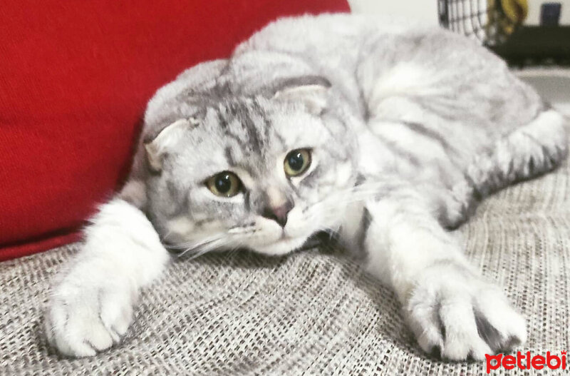 Scottish Fold, Kedi  Pera fotoğrafı