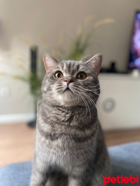 British Shorthair, Kedi  Duman fotoğrafı
