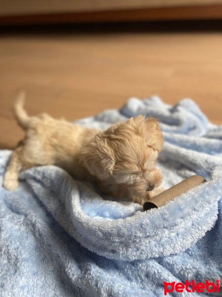 Maltese, Köpek  Lucky fotoğrafı