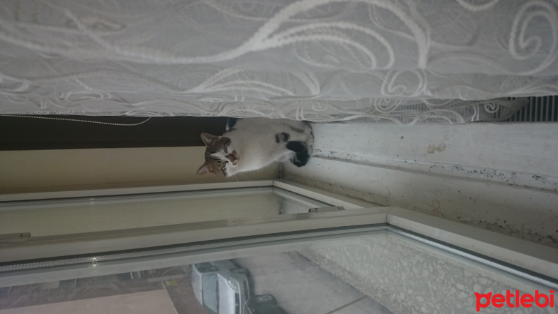 Tekir Kedi, Kedi  Stark fotoğrafı