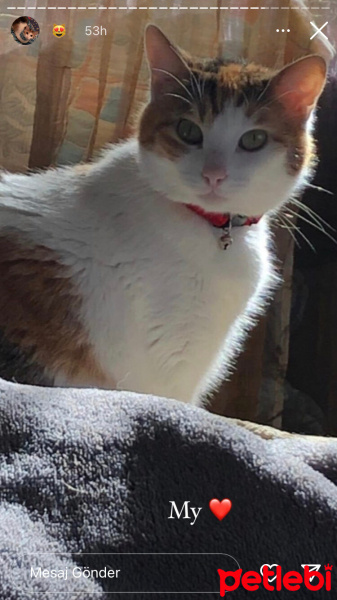 Laperm, Kedi  Mia fotoğrafı