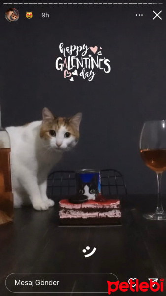Laperm, Kedi  Mia fotoğrafı