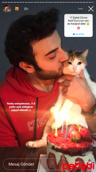 Laperm, Kedi  Mia fotoğrafı