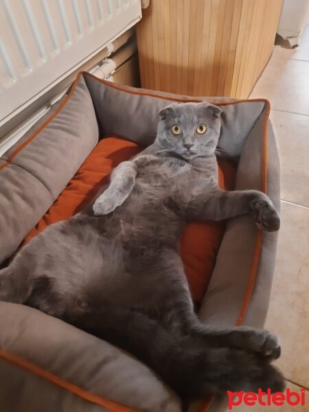 Scottish Fold, Kedi  Duman fotoğrafı