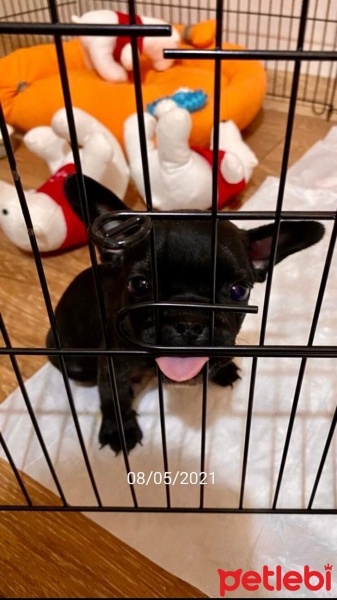 Fransız Bulldog, Köpek  Loki fotoğrafı