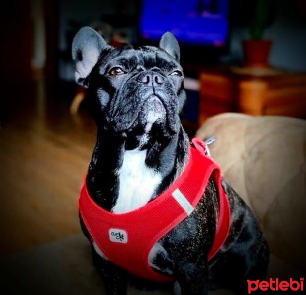 Fransız Bulldog, Köpek  Loki fotoğrafı