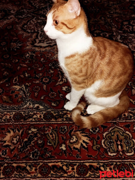 Tekir Kedi, Kedi  Balım fotoğrafı