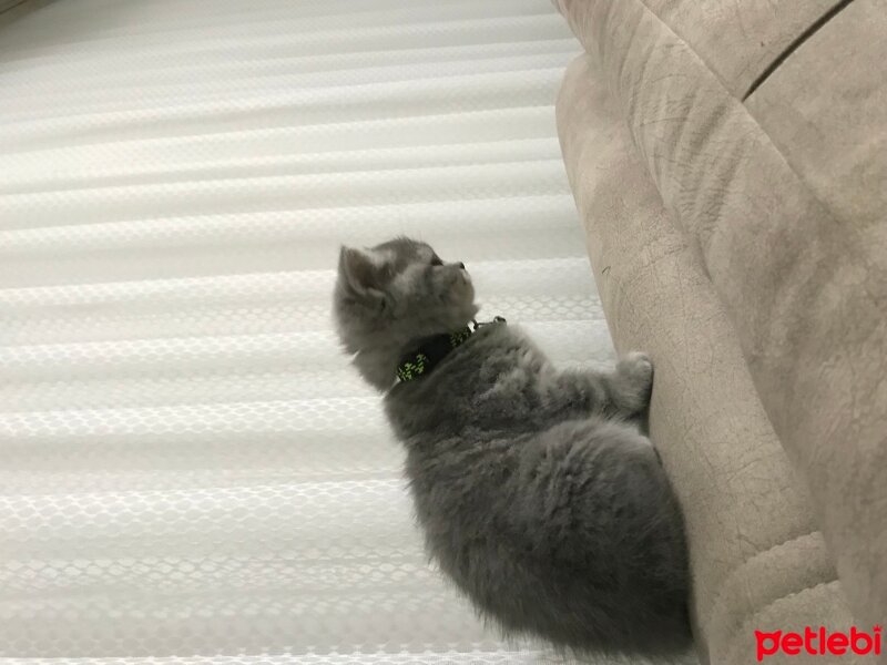 British Shorthair, Kedi  EVa fotoğrafı