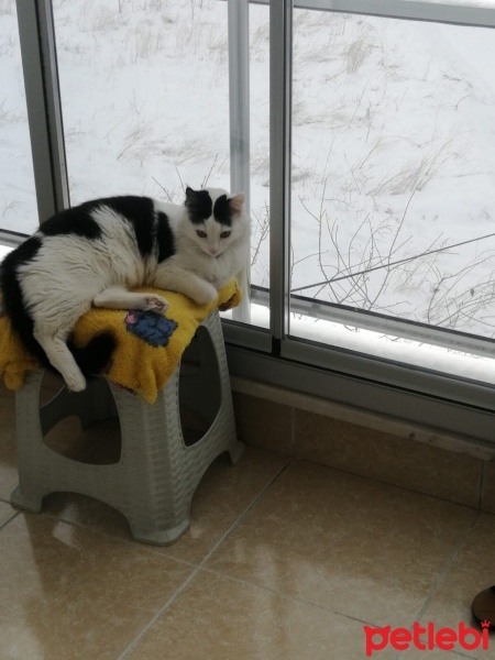 Tekir Kedi, Kedi  VENÜS fotoğrafı