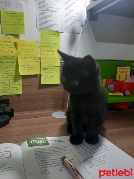 British Shorthair, Kedi  Leo fotoğrafı