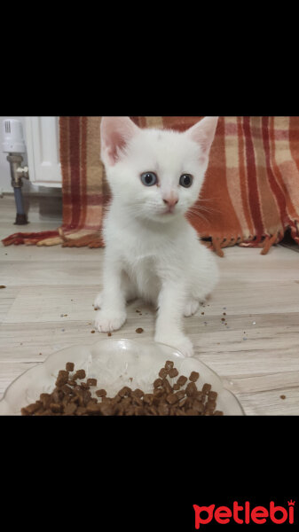 British Shorthair, Kedi  maviş fotoğrafı