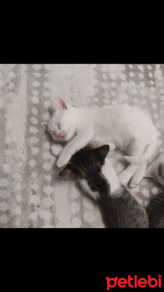 British Shorthair, Kedi  maviş fotoğrafı