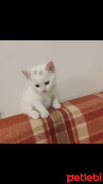 British Shorthair, Kedi  maviş fotoğrafı