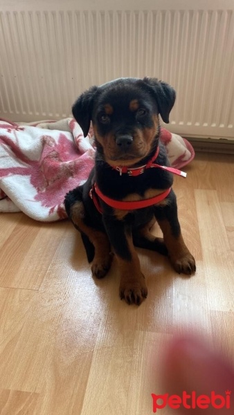 Rottweiler, Köpek  Ceku fotoğrafı