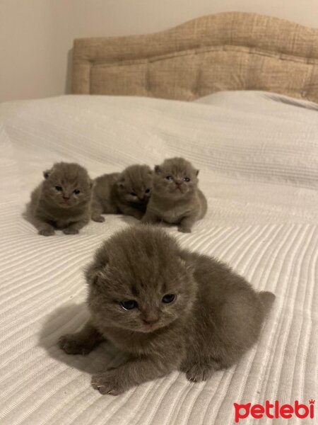 British Shorthair, Kedi  British shorthair Dişi fotoğrafı