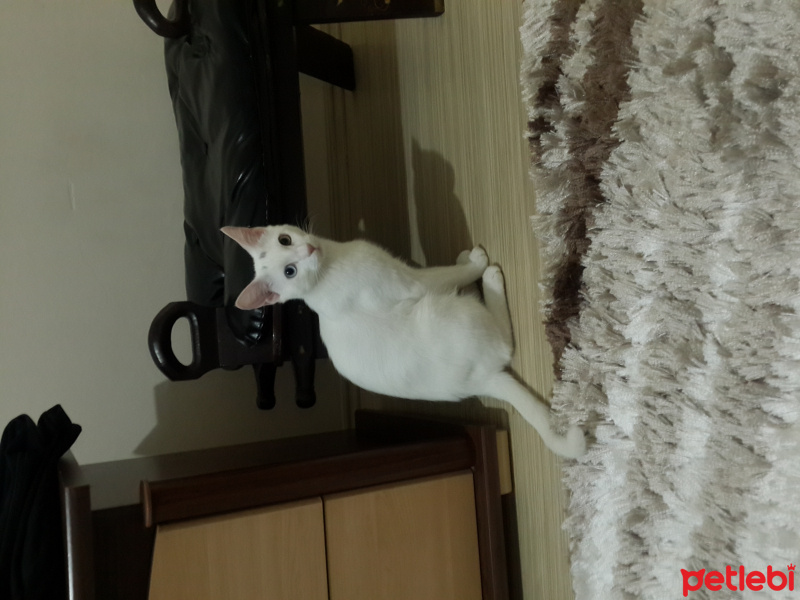 Van Kedisi, Kedi  Köpük fotoğrafı