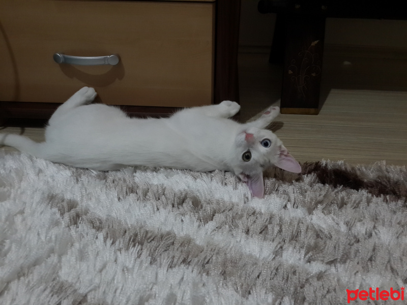 Van Kedisi, Kedi  Köpük fotoğrafı