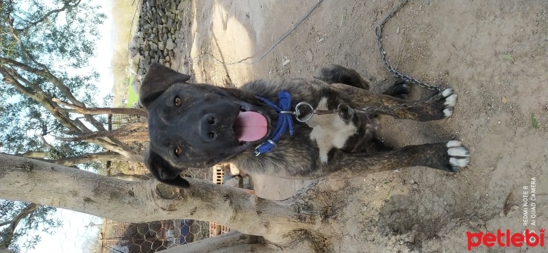 Presa Canario, Köpek  Yaman fotoğrafı