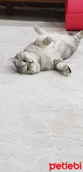 British Shorthair, Kedi  Pamuk fotoğrafı